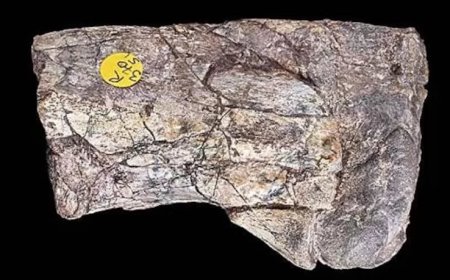 Fosil Kuno di Zambia Ubah Total Sejarah Dinosaurus Selama Ini!