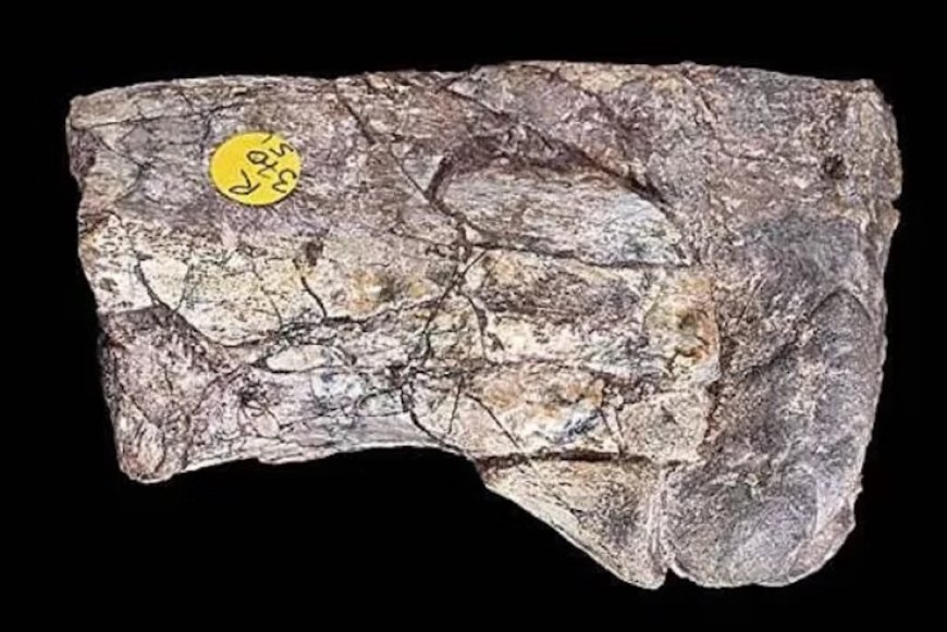 Fosil Kuno di Zambia Ubah Total Sejarah Dinosaurus Selama Ini!