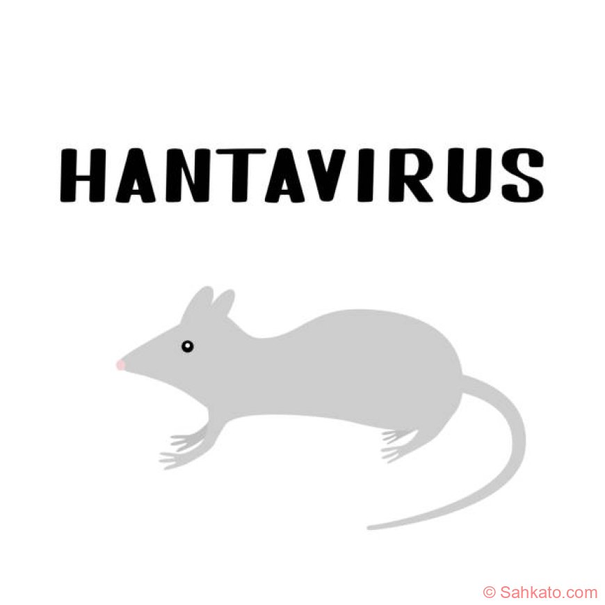 Hantavirus Kembali Jadi Sorotan, Kenali Gejala dan Cara Pencegahannya