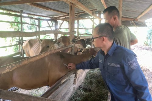 Layanan Vet GAS: Petugas Kesehatan Hewan Datang ke Kandang di Solok Selatan