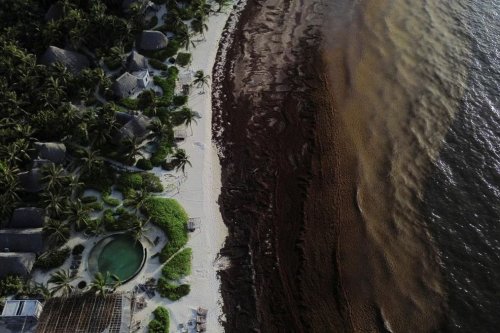 Rumput Laut Sargassum Kembali Serbu Pantai Karibia Meksiko