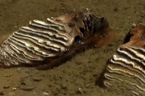 Fosil Mammoth Purba Muncul di Dasar Sungai Danube yang Surut