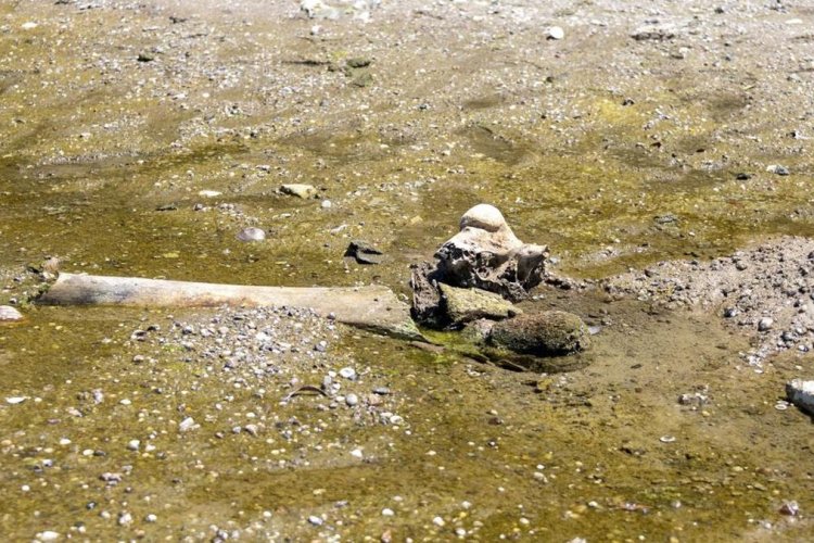 Fosil Diduga Mammoth Purba Muncul di Dasar Sungai Danube yang Surut
