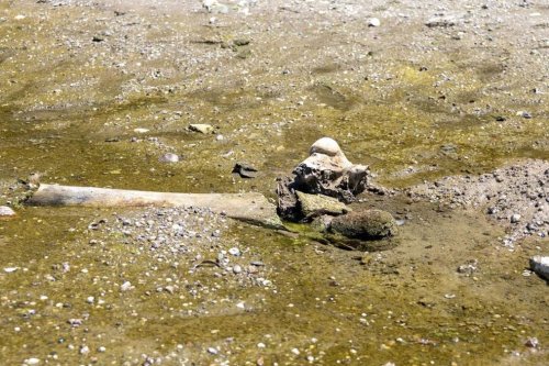 Fosil Diduga Mammoth Purba Muncul di Dasar Sungai Danube yang Surut