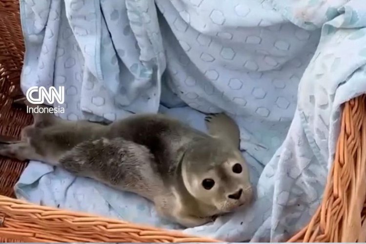 Anak Anjing Laut Dievakuasi dari Kanal Brussel