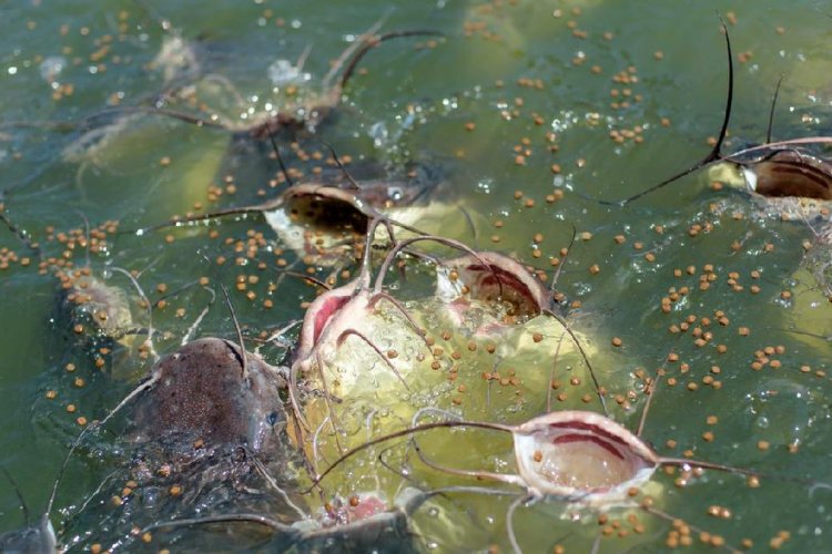 Peneliti Temukan Kanker Menular pada Ikan Lele di Perairan AS-Kanada