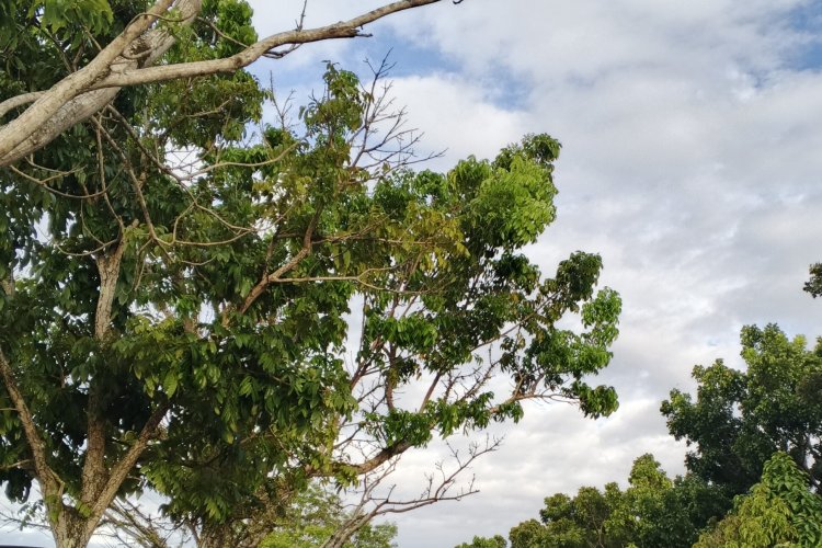 Cuaca Cerah Berawan Warnai HUT ke-81 RI di Sumbar, Sore Hari Hujan Ringan Mengintai
