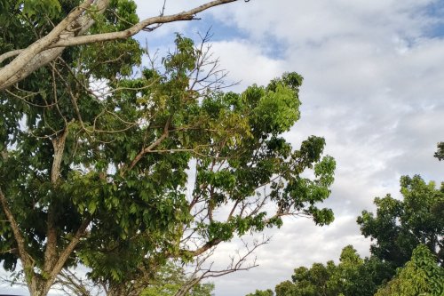 Cuaca Cerah Berawan Warnai HUT ke-81 RI di Sumbar, Sore Hari Hujan Ringan Mengintai