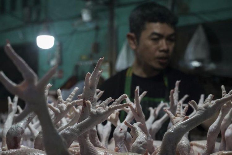 Harga Ayam Tembus Rp100 Ribu per Kg, Kemendagri Duga Ada Permainan Distributor