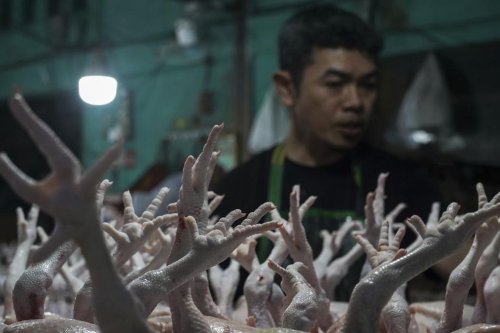 Harga Ayam Tembus Rp100 Ribu per Kg, Kemendagri Duga Ada Permainan Distributor