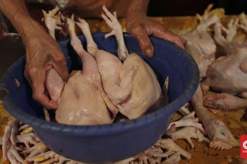 Harga Ayam di Sumut Melonjak ke Rp55 Ribu per Kg, KPPU Turun Tangan Cermati Rantai Pasok