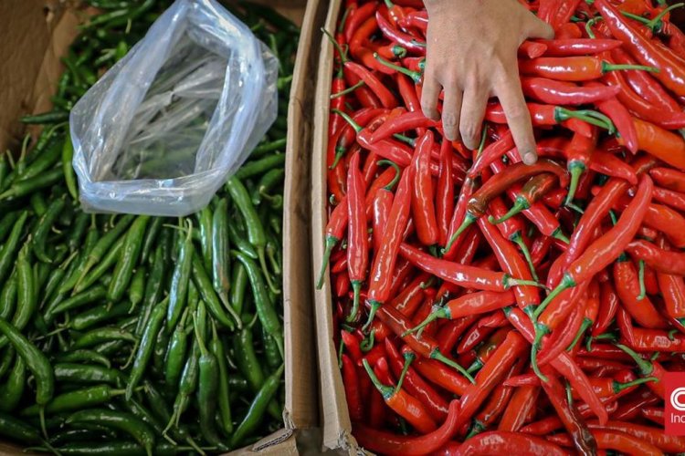 Harga Cabai Rawit Melonjak, BPS Catat Tembus Rp200 Ribu per Kilogram di Nduga