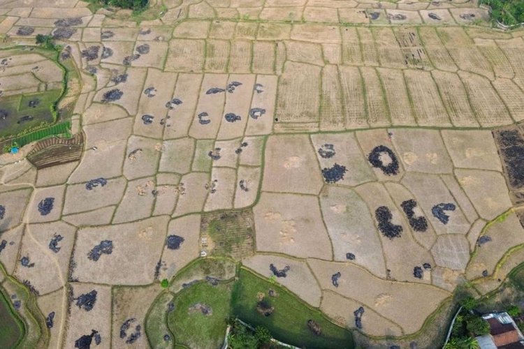 El Nino Kuat Landa Indonesia, 8 Provinsi Masuk Kategori Awas Kekeringan Ekstrem