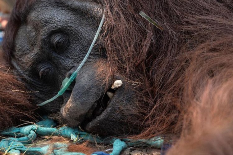 Orangutan Sampurna Pingsan di Perkebunan Sawit Usai Terjebak Asap Kebakaran Kalimantan