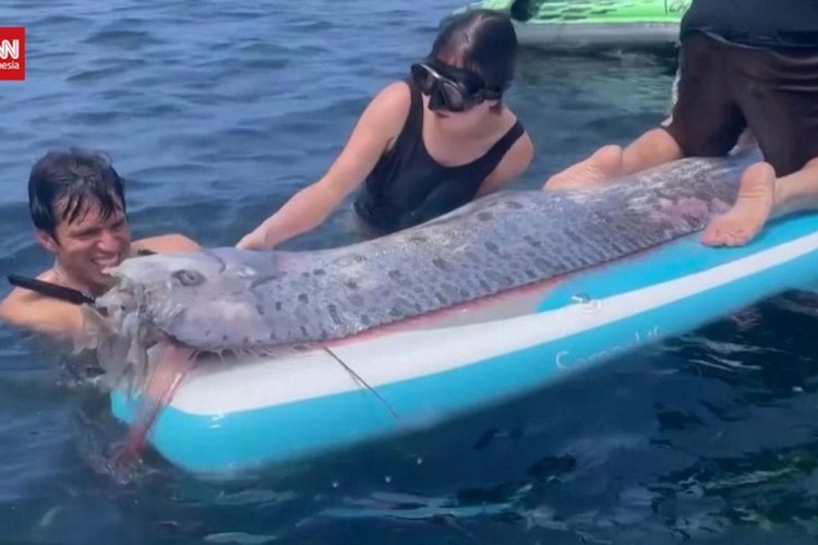 Ikan Oarfish 4 Meter Terdampar di Pantai Pink Lombok, Pakar Tegaskan Bukan Sinyal Gempa
