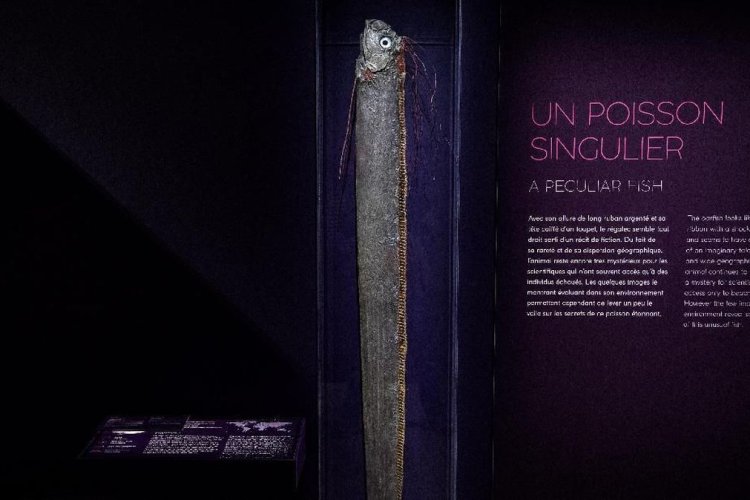 Ikan Oarfish Terdampar di Pantai Pink Lombok, Benarkah Pertanda Gempa dan Tsunami?