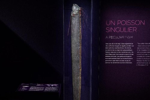 Ikan Oarfish Terdampar di Pantai Pink Lombok, Benarkah Pertanda Gempa dan Tsunami?