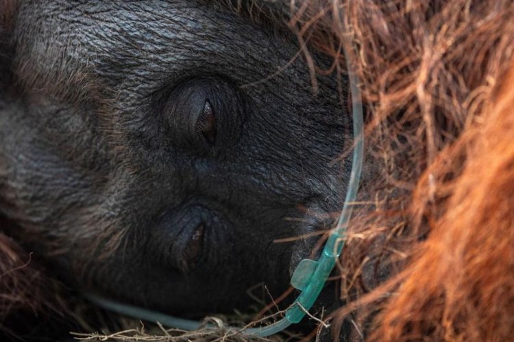 Orangutan Sampurna Lemas Terpapar Asap Karhutla di Ketapang, Proses Evakuasi Berlangsung Menegangkan