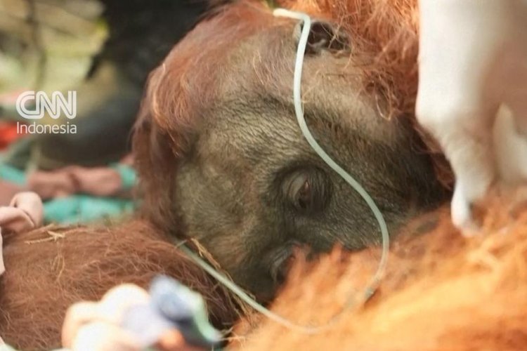Petani Temukan Orangutan Lemas Tergeletak di Perkebunan Sawit Dekat Karhutla Kalbar