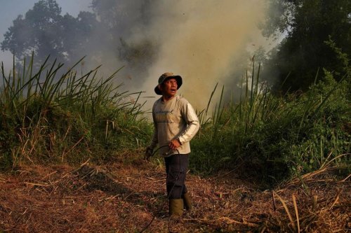 El Nino Bukan Biang Kerok Utama Karhutla, Pakar Ungkap Pemicu Sebenarnya