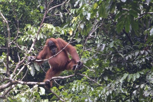 Populasi Orangutan Sumatera Anjlok 19,5 Persen dalam 12 Tahun, Tersisa 11.694 Ekor