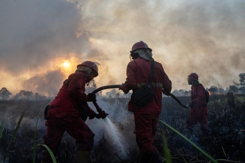 El Nino Godzilla Mengancam, Menhut Ingatkan Karhutla Bisa Seperti 2015