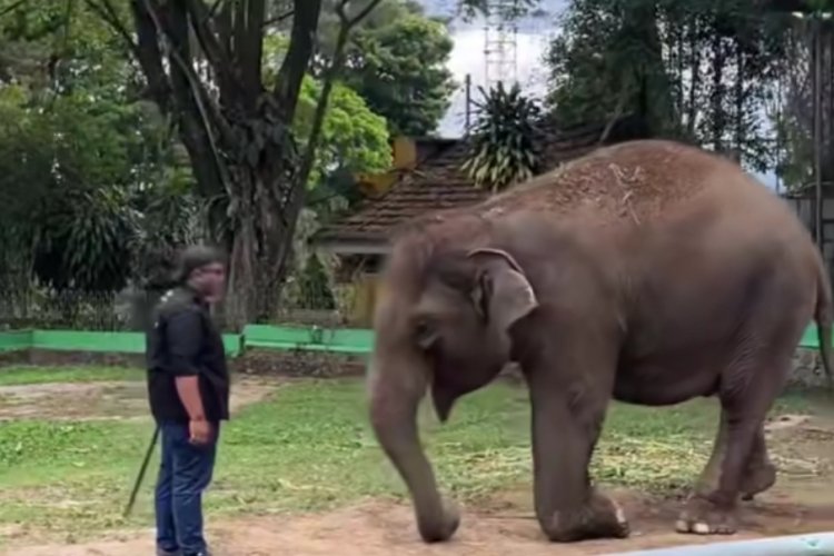 Melanie Subono Kecam Gajah Zidan Dirantai Pendek 3 Tahun di Bukittinggi, BKSDA Sumbar Siap Evaluasi