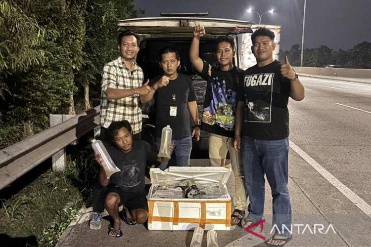 Polisi Hentikan Mobil di Tol Jagorawi, 150 Ribu Benih Lobster Disita dari 25 Kotak Styrofoam