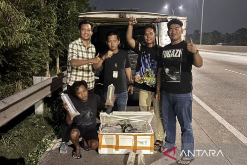 Polisi Hentikan Mobil di Tol Jagorawi, 150 Ribu Benih Lobster Disita dari 25 Kotak Styrofoam