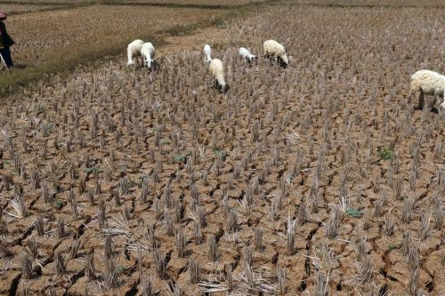 BMKG Beberkan Penyebab Kekeringan di Indonesia, Ternyata El Nino Bukan Satu-satunya Faktor