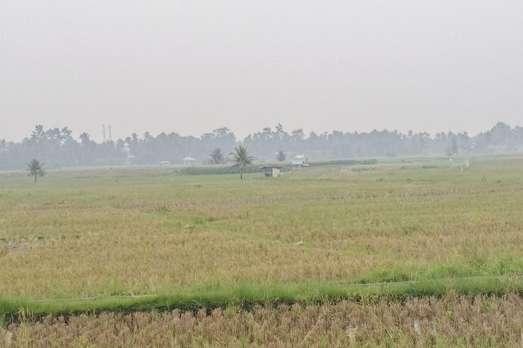 Langit Sumbar Gelap Diselimuti Kabut, Kualitas Udara Padang Tembus Level Sangat Tidak Sehat