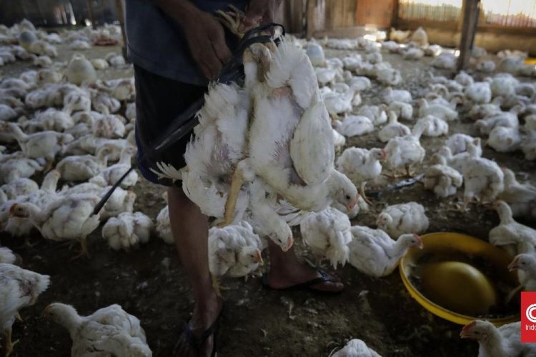 Harga Ayam dan Telur Anjlok, 4,8 Juta Peternak Disebut Terancam Bangkrut