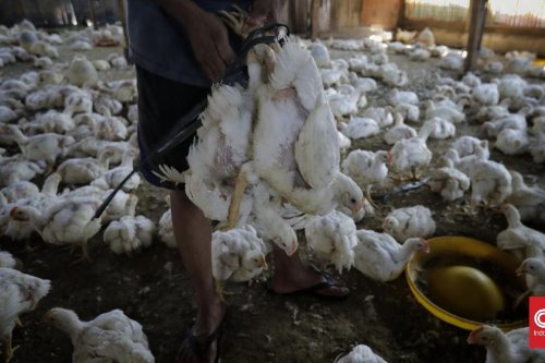 Harga Ayam dan Telur Anjlok, 4,8 Juta Peternak Disebut Terancam Bangkrut