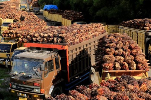 Penjualan Bisnis Sawit Haji Isam Tembus Rp3,52 Triliun, Biodiesel Jadi Penopang Utama