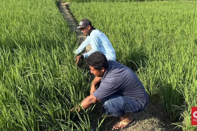 Anak Muda Dapat Bibit dan Pupuk Gratis, Kementan Buka Peluang Jadi Petani Modern