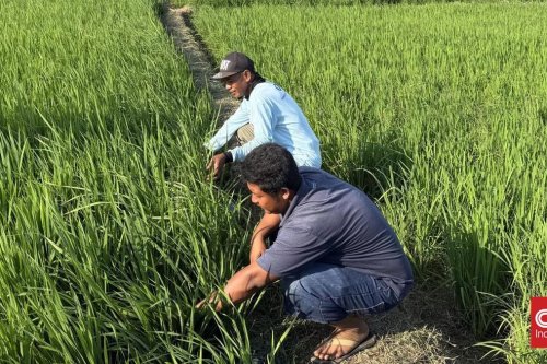 Anak Muda Dapat Bibit dan Pupuk Gratis, Kementan Buka Peluang Jadi Petani Modern