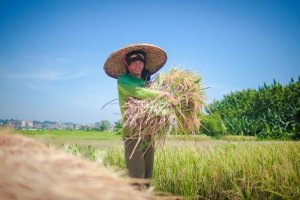 Dua Tahun Prabowo-Gibran, Cadangan Beras Bulog Tembus 4,5 Juta Ton dan HPP Petani Tetap Rp6.500