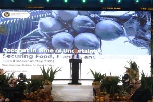 Kelapa Kini Jadi Rebutan Dunia, Pemerintah Siapkan 51.721 Hektare Kawasan Baru pada 2027