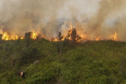 6 Perusahaan di Kalteng Dibekukan Imbas Karhutla, Total Konsesi Capai Ratusan Ribu Hektare