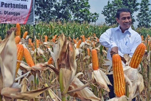 Mentan Peringatkan Bulan Kritis Pasokan, Bulog Diminta Jaga Stok Jagung 250 Ribu Ton