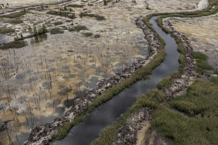 Aktivitas Tambang Ilegal di Ukraina Bikin Hutan Pinus Rivne Berubah Jadi Rawa