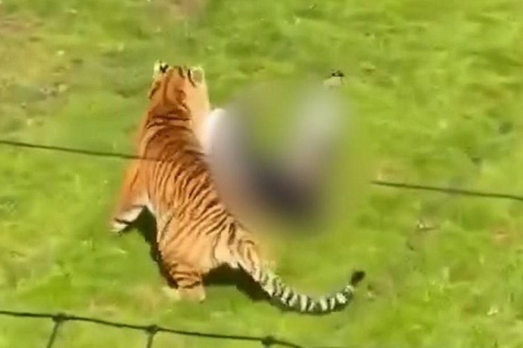 Lompat ke Kandang Harimau Amur di Kebun Binatang Inggris, Seorang Pria Tewas di Tempat