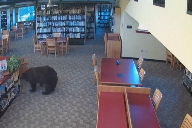 Beruang Hitam Masuk Perpustakaan California Sebelum Jam Buka, Akses Diduga Terkunci
