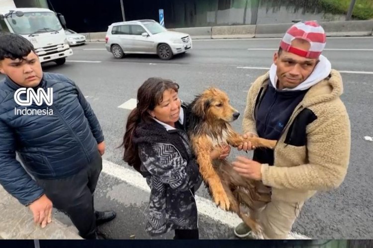 Anjing Liar Morocho Tersapu Deras Sungai Mapocho, Tim Gabungan Chile Butuh Lima Kali Percobaan untuk Menyelamatkannya