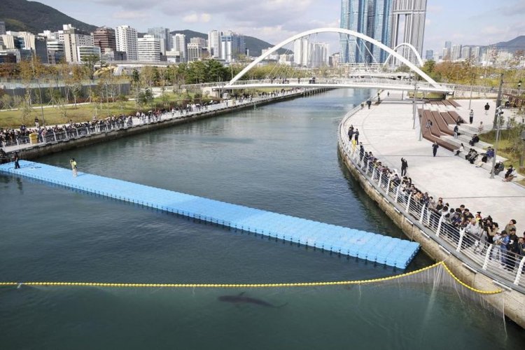 Lebih Sebulan Terjebak di Kanal Busan, Hiu Bukangi Kini Jadi Target Misi Penyelamatan Ketiga