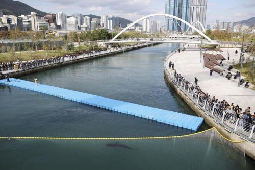 Lebih Sebulan Terjebak di Kanal Busan, Hiu Bukangi Kini Jadi Target Misi Penyelamatan Ketiga