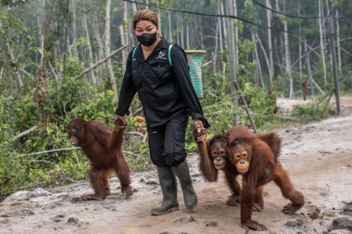 51 Orang Utan Dievakuasi dari Karhutla Kalimantan Barat, Upaya Penyelamatan Terus Berlanjut