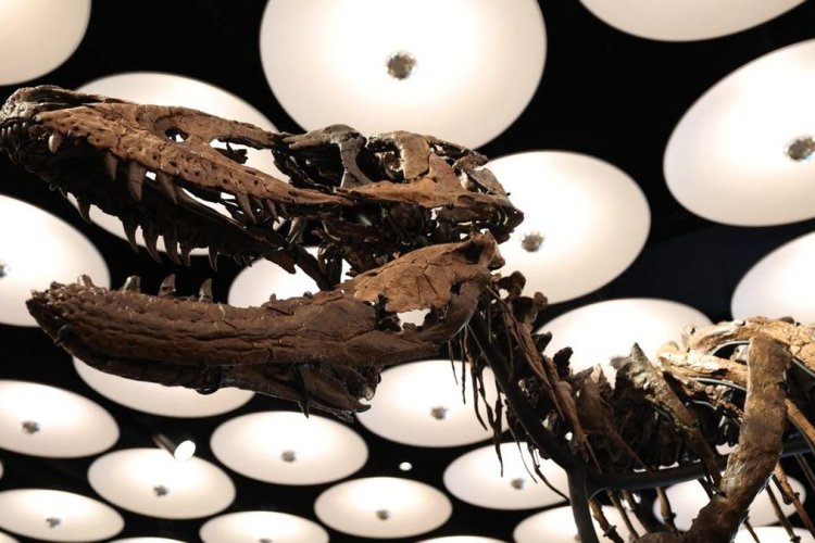 Kerangka Dinosaurus Jodi Dipamerkan di New York, Hewan Purba Kerabat T-Rex Ini Segera Dilelang