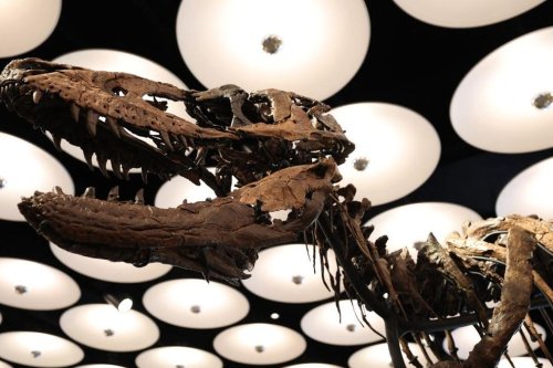 Kerangka Dinosaurus Jodi Dipamerkan di New York, Hewan Purba Kerabat T-Rex Ini Segera Dilelang