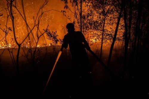 Ilmuwan Sebut Titik Kritis Gambut Indonesia Sudah Terlewati, Kerusakan Tak Bisa Dipulihkan